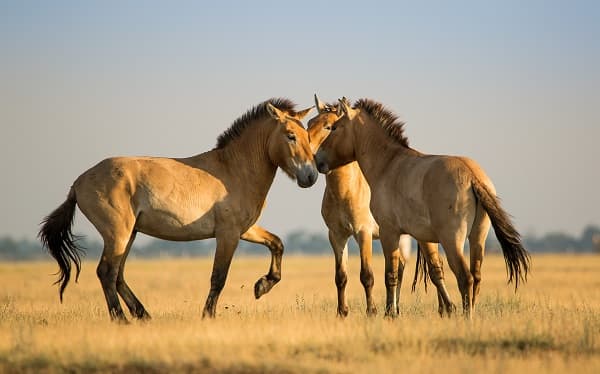El regreso de los caballos de Przewalski a Mongolia