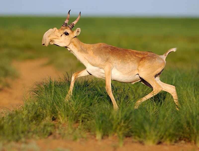 Dónde ir para observar la fauna de Mongolia