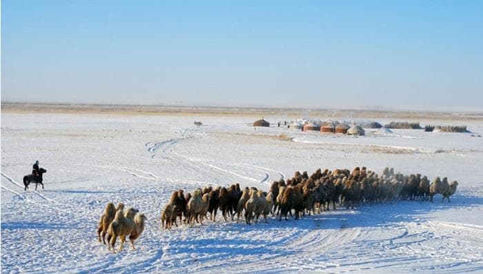¿Se avecina un Zud negro en Mongolia este año?
