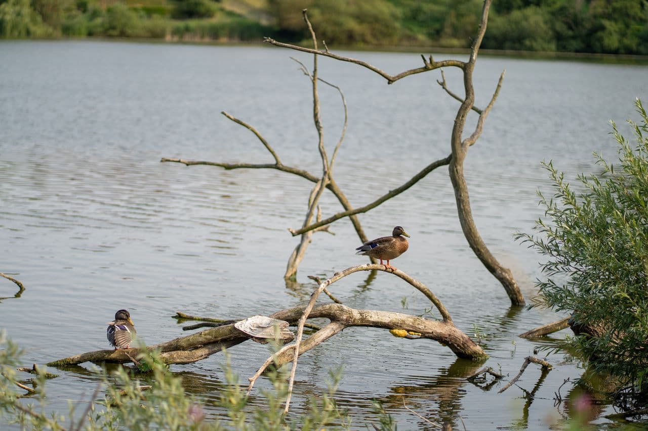 Zuun lake